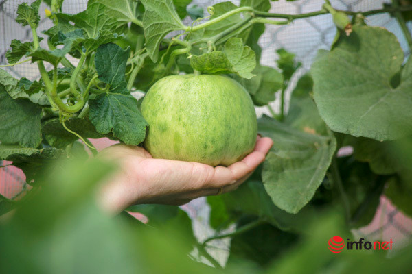 Ban đầu, chị thiết kế vườn rau trên sân thượng tầng 5, tuy nhiên hiệu quả mang lại không như chị mong muốn. Cách đây 2 năm, chị Nhịp cải tạo lại sân thượng tầng 6 để làm vườn rau, còn tầng 5 chị làm khu nuôi gà và chim bồ câu.