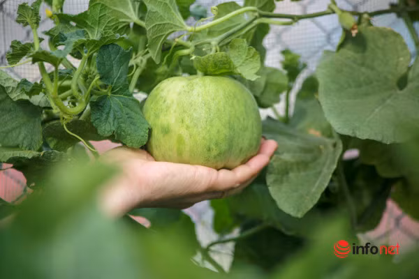 Ban đầu, chị thiết kế vườn rau trên sân thượng tầng 5, tuy nhiên hiệu quả mang lại không như chị mong muốn. Cách đây 2 năm, chị Nhịp cải tạo lại sân thượng tầng 6 để làm vườn rau, còn tầng 5 chị làm khu nuôi gà và chim bồ câu.