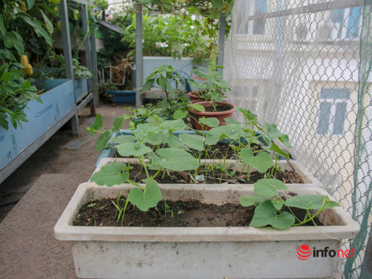 Theo kinh nghiệm của chị Nhịp, trồng rau sạch cần đúng thời vụ. Vụ đông xuân nên trồng bắp cải, su hào... Mùa xuân hè nên trồng mồng tơi, rau dền, rau muống... Bên cạnh đó, cần làm đất và phơi nắng thật kỹ, phân phải hoai, phân bò, phân gà, rác bếp, trấu và vỏ dừa trộn đều cho vào thùng để trồng.