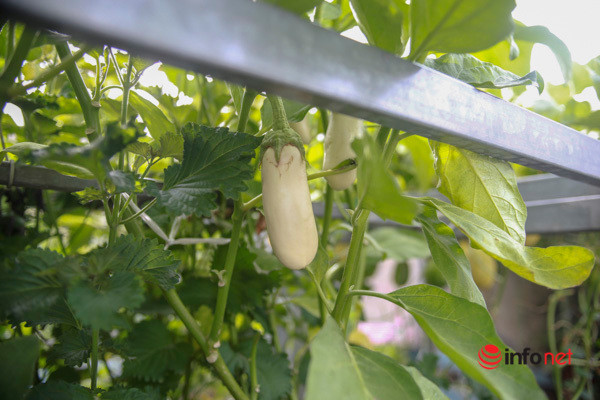 Ban đầu mới trồng, cây gì chị cũng thích nên trồng mỗi loại một ít. Tuy nhiên, thời gian đầu trồng rau chưa có kinh nghiệm, cây phát triển chậm, không năng suất, lại bị côn trùng phá tan hoang nên chị không thu hoạch được…