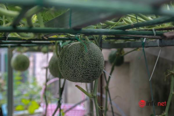 Chia sẻ với PV, chị Nhịp cho biết chị bắt đầu tập trồng rau, từ hơn chục năm trước, khi đọc nhiều thông tin về thực phẩm bẩn trên thị trường.