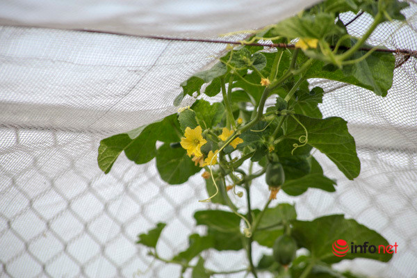 Với diện tích rộng khoảng 40m², "trang trại mini" của chị Nhịp đã tạo cho gia đình một không gian xanh mát với đủ các loại rau quả sạch. Đối với chị, thời gian chăm vườn, ngắm cây, là lúc chị cảm thấy vui vẻ và thoải mái nhất.