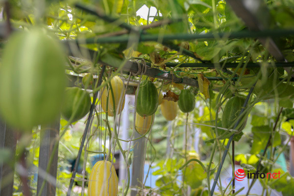 Chị Nhịp cho biết, để giữ cho các loại rau, củ, quả không bị chết và mắc bệnh nấm thì cần thường xuyên cắt tỉa các lá già, sâu bệnh, tránh bị lây sang quả. Trong quá trình trồng cây, có thể bổ sung thêm phân gà, rác thải hữu cơ để tránh cây bị trơ gốc khi mưa và luôn giúp cây sinh trưởng, phát triển tốt.