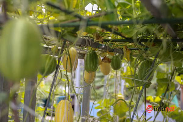 Chị Nhịp cho biết, để giữ cho các loại rau, củ, quả không bị chết và mắc bệnh nấm thì cần thường xuyên cắt tỉa các lá già, sâu bệnh, tránh bị lây sang quả. Trong quá trình trồng cây, có thể bổ sung thêm phân gà, rác thải hữu cơ để tránh cây bị trơ gốc khi mưa và luôn giúp cây sinh trưởng, phát triển tốt.