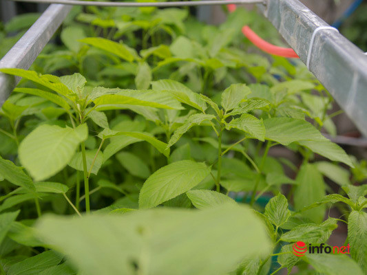 Theo chị Nhịp, trồng cây trên sân thượng khó hơn nhiều so với mặt đất vì diện tích đất để giữ ẩm cho cây ít hơn, người trồng cây phải dành thời gian nghiên cứu, nắm được đặc tính của từng loại cây để có cách chăm sóc phù hợp.