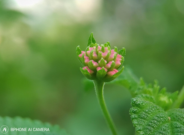 Google Pixel đã trải qua 5 thế hệ, sau 4 thế hệ trung thành với camera đơn, mãi đến năm ngoái Pixel 4 mới được trang bị camera kép. Tuy nhiên, Google Pixel được các reviewer đánh giá là một trong những smartphone chụp ảnh đẹp nhất.