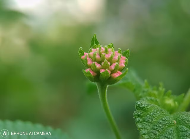 Google Pixel đã trải qua 5 thế hệ, sau 4 thế hệ trung thành với camera đơn, mãi đến năm ngoái Pixel 4 mới được trang bị camera kép. Tuy nhiên, Google Pixel được các reviewer đánh giá là một trong những smartphone chụp ảnh đẹp nhất.