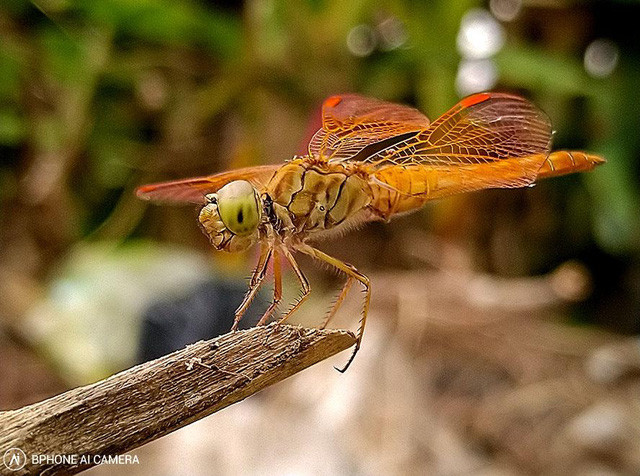 Trong số rất ít hãng làm được như vậy, không thể không nhắc đến Google với dòng smartphone Pixel.