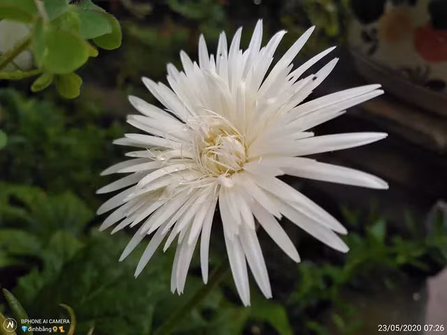 Tính năng chụp macro cận cảnh trên B86