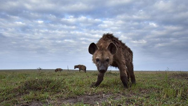 Linh cẩu thường lang thang trên vùng rộng lớn, đánh dấu lãnh thổ và giao tiếp với nhau bằng cách sử dụng chất dầu sản sinh ra ở hậu môn, có mùi thối giống phân. Linh cẩu chà xát dầu lên con cùng đàn, hoặc lên lãnh địa của con khác để chiếm lãnh thổ. Mỗi đàn linh cẩu có mùi khác nhau. Khi một con không ở cùng đàn, nó phải tự bôi dầu cho mình, để các thành viên khác nhận ra nó khi trở về.