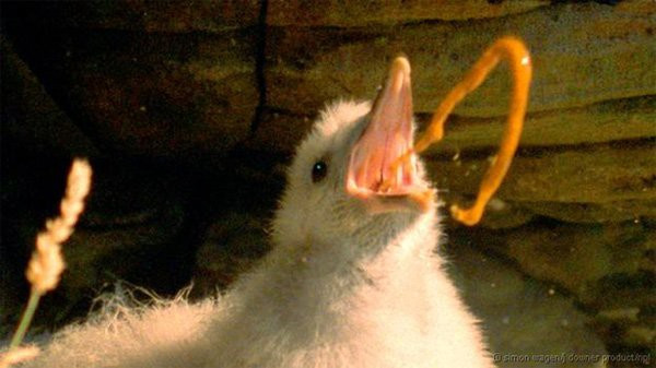 Hải âu Fulmars có thể tạo ra một chất dầu màu cam, được lưu trữ ở dạ dày tuyến. Chất này được sử dụng như một thứ vũ khí để phòng vệ và tấn công con mồi. Thứ chất dầu này được hình thành rất sớm, ngay từ khi chúng còn chưa đủ lông cánh.