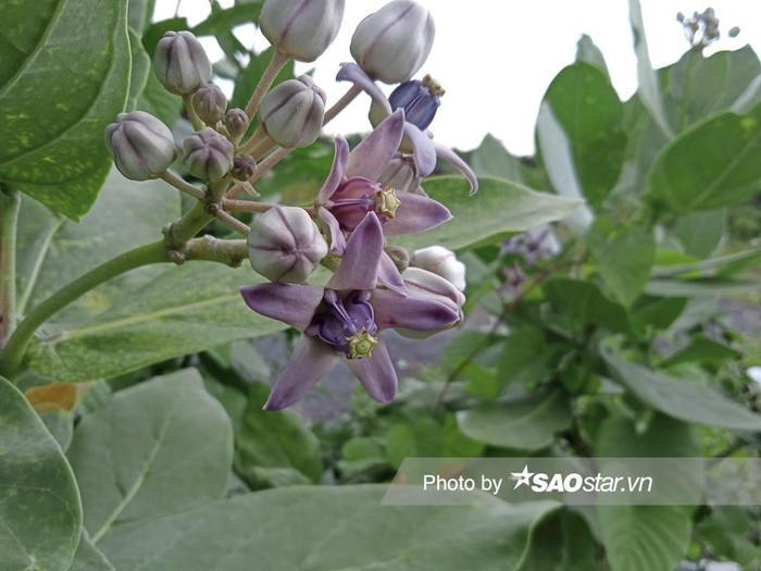 Khả năng chụp xoá phông tương đối ổn khi chủ thể rõ nét và phông phía sau được xoá khá mềm mại.