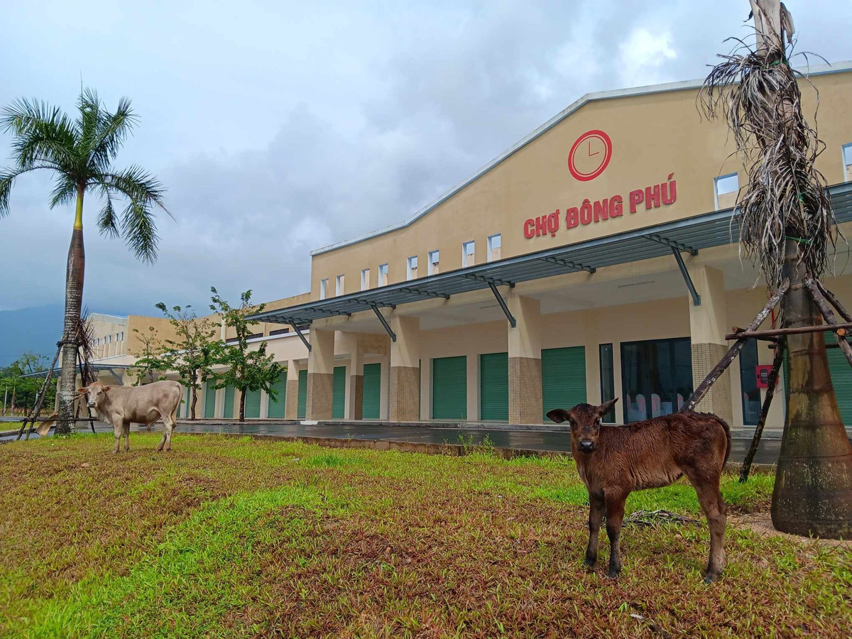 Vì sao thanh tra 5 dự án bất động sản ở Quảng Nam? Vi sao thanh tra 5 du an bat dong san o Quang Nam?