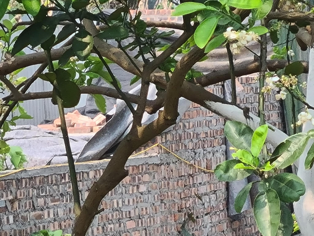 Ha Noi: Xay dung trai phep tren dat nong nghiep o Phu Dien-Hinh-5