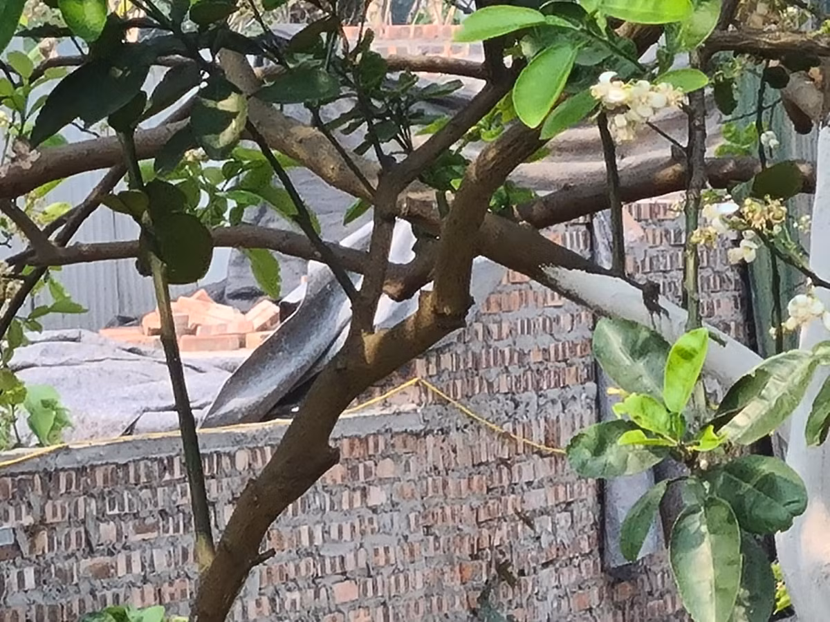 Ha Noi: Xay dung trai phep tren dat nong nghiep o Phu Dien-Hinh-5