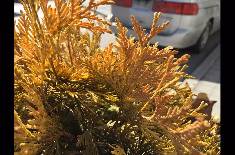  iPhone 6 Plus - ngoài trời, chụp macro (quý độc giả có thể bấm lên đây để xem kích cỡ lớn)