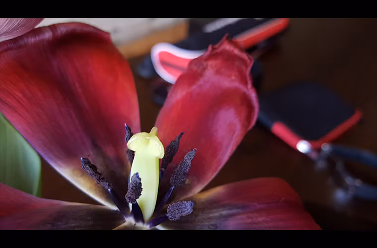  Galaxy S6 - trong nhà, chụp macro (quý độc giả có thể bấm lên đây để xem kích cỡ lớn)