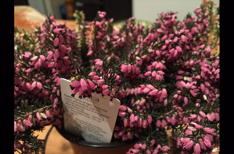  iPhone 6 Plus - trong nhà, chụp macro (quý độc giả có thể bấm lên đây để xem kích cỡ lớn)