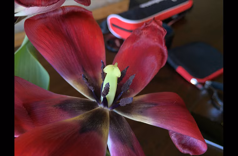  iPhone 6 Plus - trong nhà, chụp macro (quý độc giả có thể bấm lên đây để xem kích cỡ lớn)