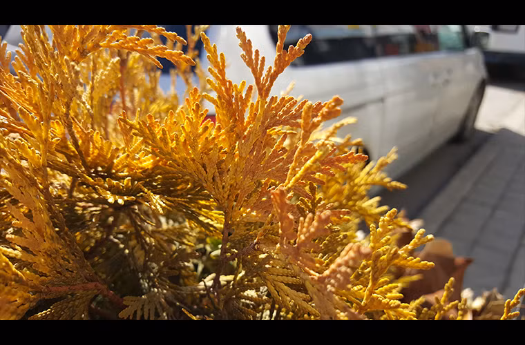  Galaxy S6 - ngoài trời, chụp macro (quý độc giả có thể bấm lên đây để xem kích cỡ lớn)