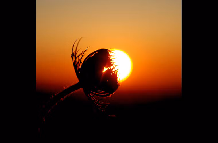 Có một loài cây "ăn thịt" mặt trời.