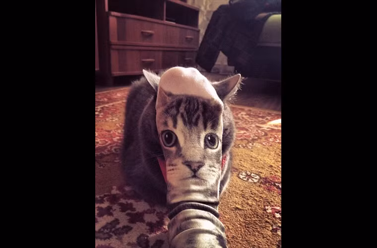Chú mèo không thích chiếc vớ này!