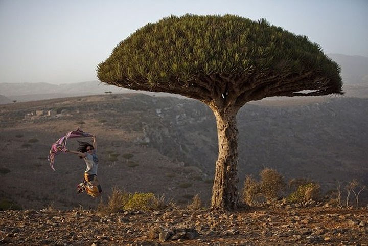 Với khí hậu khắc nghiệt và khô nóng, đời sống thực vật trên đảo rất phong phú và độc đáo. Bởi vậy, Socotra còn được mệnh danh là “địa danh sở hữu vẻ đẹp kỳ lạ nhất thế giới”. Ảnh Quora.