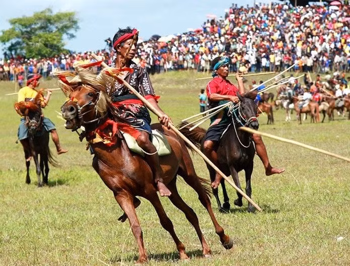 Giáo gỗ tuy khá cùn, vẫn có thể gây ra những vết thương, thậm chí chấn thương nghiêm trọng và dẫn đến tử vong. Dù có những rủi ro, người Sumba tin chắc rằng nỗi đau và máu không bao giờ lãng phí. Họ tin rằng máu đổ ra trên đất đai sẽ đảm bảo mùa thu hoạch dồi dào hơn trong tương lai. Nhiều du khách đến Sumba chỉ để xem lễ hội này. Ảnh: Indoindians , Farouk321.