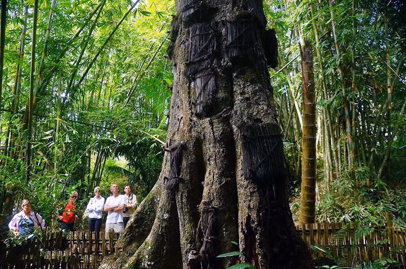 Mặc dù truyền thống này đang dần biến mất, những ngôi mộ bé này vẫn có thể tìm thấy ở Tana Toraja như một cách bảo tồn văn hóa. Ảnh: Soloraya.