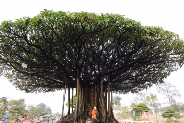 Tuyet pham sanh co 'Nhat toa kinh thien': Tra 11 ty, chu van lac dau-Hinh-6