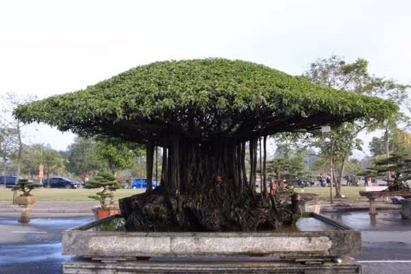 Tuyet pham sanh co 'Nhat toa kinh thien': Tra 11 ty, chu van lac dau