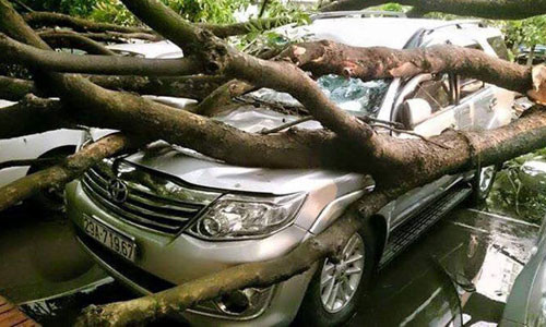 Cay xanh moi trong do la liet: Khong the doi troi