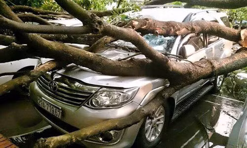 Cay xanh moi trong do la liet: Khong the doi troi