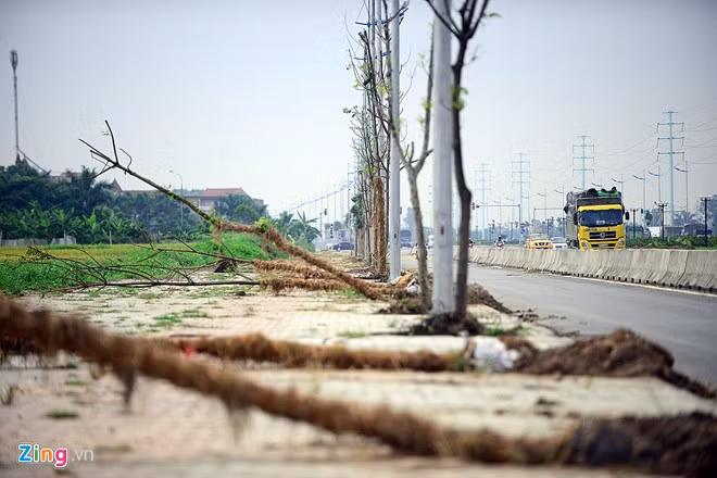 Hàng loạt cây mới được mang tới nhưng chưa được thay thế (hình ảnh ghi lại tại khu vực Bắc Thăng Long - Vân Trì).