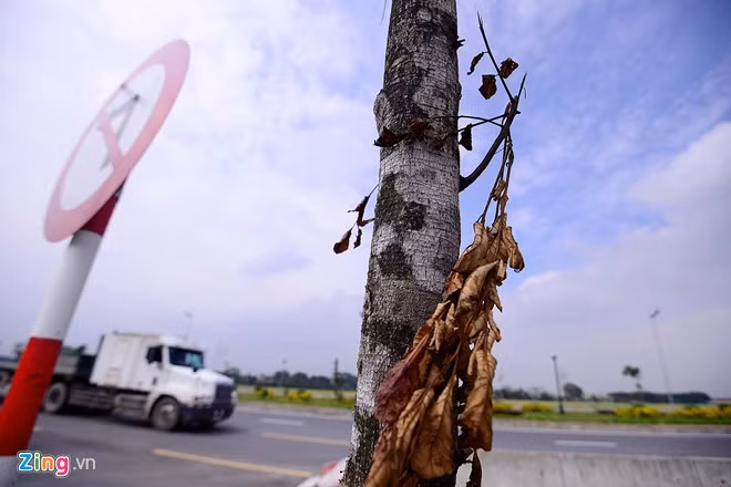Lá héo khô cả phần ngọn. "Dù thi thoảng có người đến tưới nước nhưng những cây này chết khô cả tháng nay rồi", một người dân địa phương cho biết.