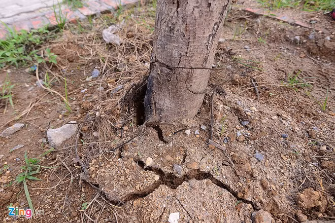 Bầu và gốc nhô khỏi mặt đất tại một vị trí mới trồng.