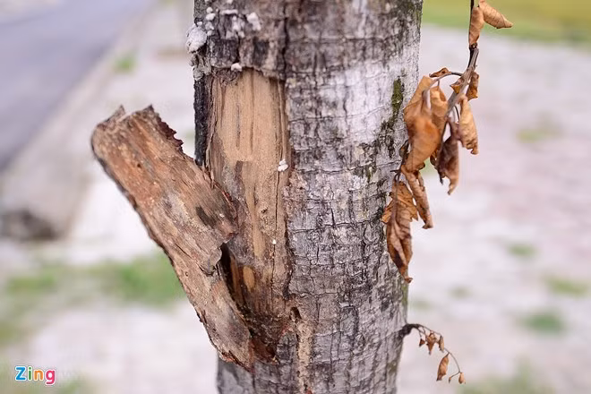 Nhưng tại nhiều vị trí, cây trồng đi trồng lại vẫn chết. Dọc tuyến đường, không khó để bắt gặp hình ảnh này.