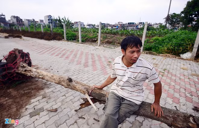 Anh Hùng, công nhân trồng cây cho biết: "Từ ngày 12/6, tôi và một số người khác đã trồng thay thế hàng chục gốc, chủ yếu là sấu".