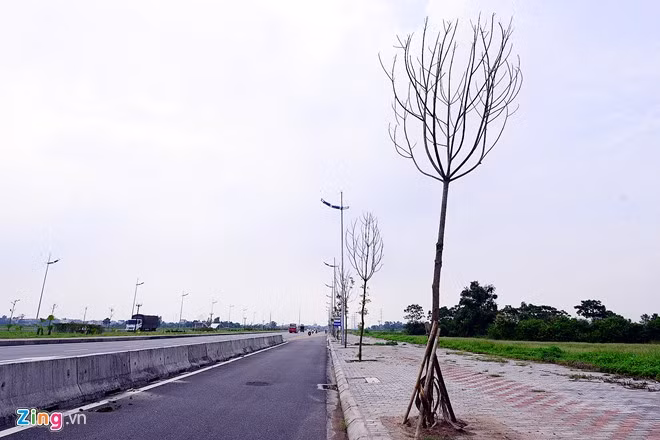 Đại diện chủ đầu tư (BQL các dự án hạ tầng Tả Ngạn) cho biết, hiện tượng này xuất hiện kể từ sau thời điểm thi công. Nhà thầu đã khắc phục bằng cách trồng mới.