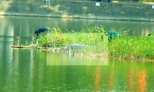 Cu rua Ho Guom ngoi len bo ngay dau nam moi-Hinh-2