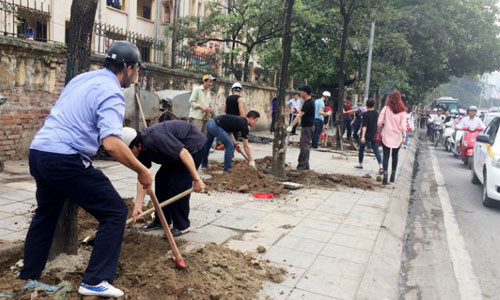 Ha Noi lai thay loat cay mo moi trong da chet kho