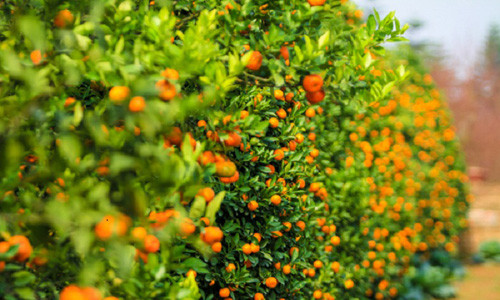 Cach chon mua cay quat dep hop phong thuy don Tet