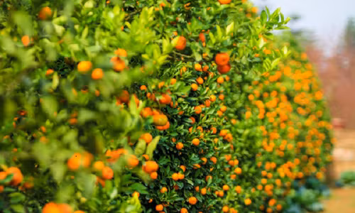 Cach chon mua cay quat dep hop phong thuy don Tet