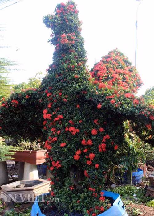 Kieng ga quy hiem gia hang tram trieu dong moi cap-Hinh-5