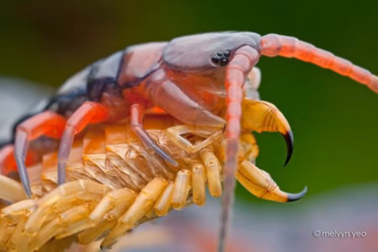 Chet hai loai ret doc khong lo boi nhanh nhu luon