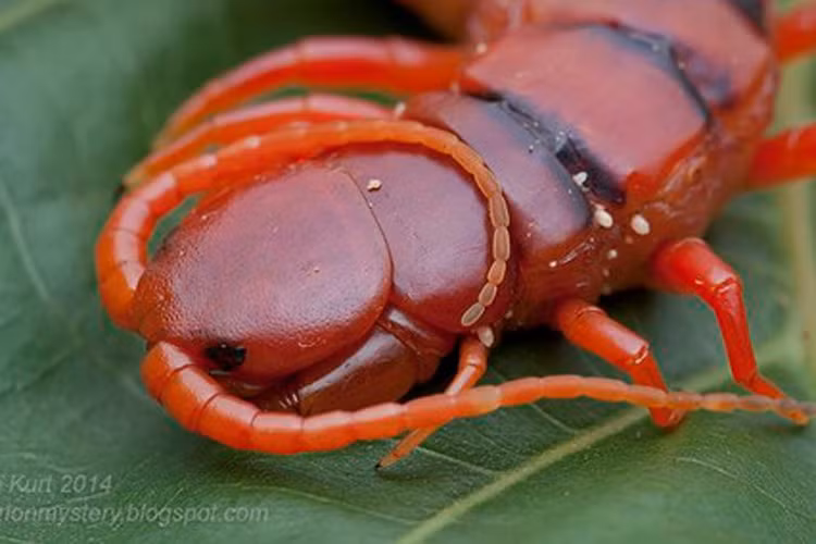 Chet hai loai ret doc khong lo boi nhanh nhu luon-Hinh-8