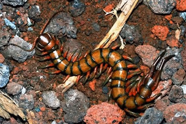 Chet hai loai ret doc khong lo boi nhanh nhu luon-Hinh-3