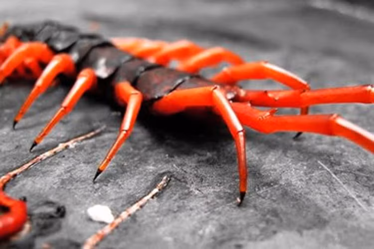 Chet hai loai ret doc khong lo boi nhanh nhu luon-Hinh-5