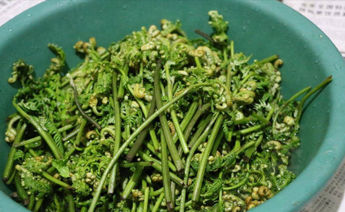 Cơ quan Nghiên cứu Ung thư Quốc tế (IARC) thuộc Tổ chức Y tế Thế giới (WHO) từng phân loại ptaquiloside là chất gây ung thư nhóm 2B – nhóm gồm chất có thể gây ung thư cho con người.