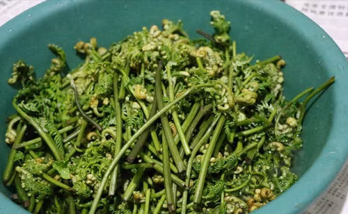 Cơ quan Nghiên cứu Ung thư Quốc tế (IARC) thuộc Tổ chức Y tế Thế giới (WHO) từng phân loại ptaquiloside là chất gây ung thư nhóm 2B – nhóm gồm chất có thể gây ung thư cho con người.